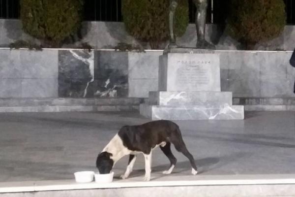 ΔΕΛΤΙΟ ΤΥΠΟΥ - Σκύλος έτρεξε μέρος της διαδρομής του Δρόμου των Αθανάτων